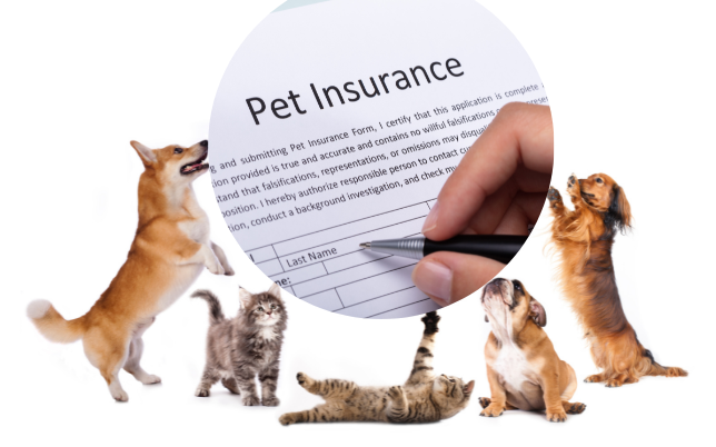 Dogs and cats are surrounding a pet insurance document.